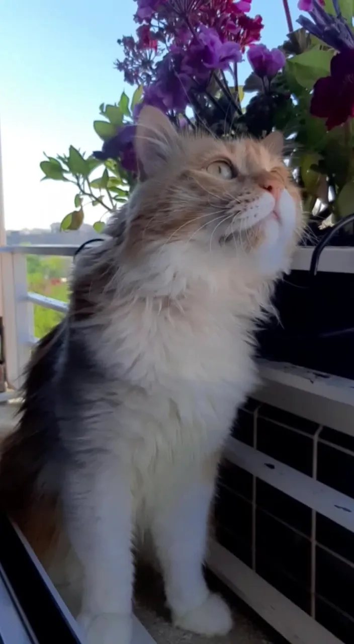 a cat sitting on top of a window sill