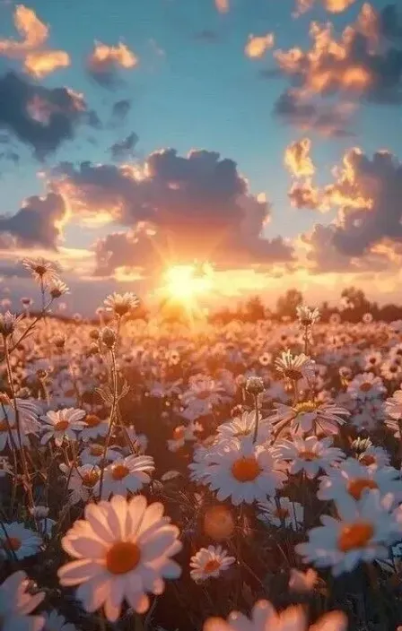 a field of daisies with the sun setting in the background