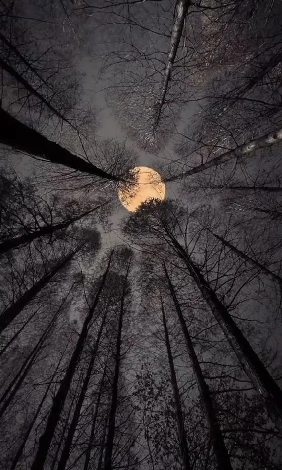 a full moon is seen through the trees