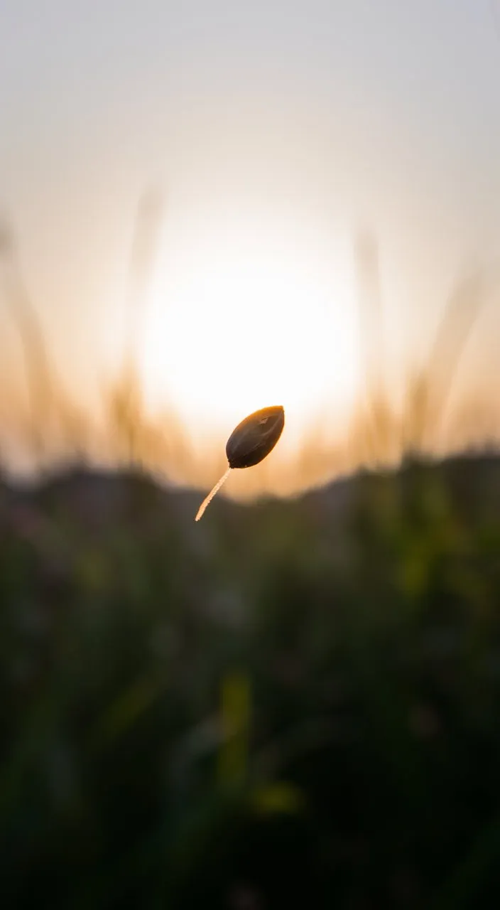 A single seed, carried by a gentle breeze, floats gracefully through the air, its journey captured in slow motion against the backdrop of the rising sun.