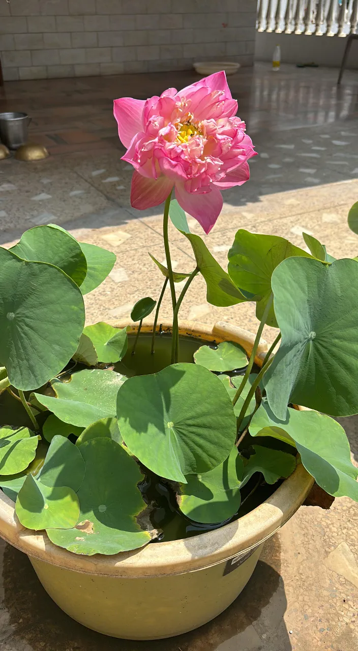 a pink flower sitting in a bowl of water