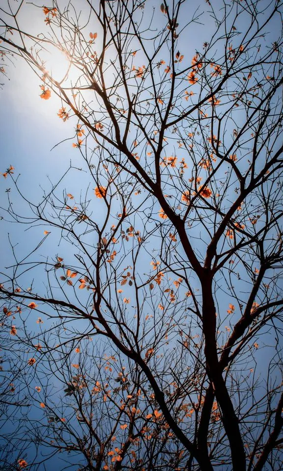 the branches of a tree with the sun in the background