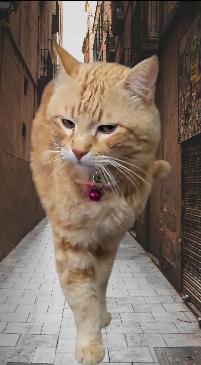 an orange cat walking down a narrow alley way