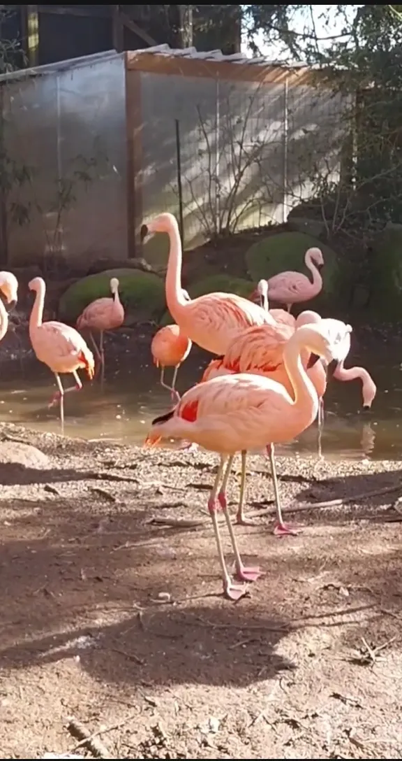 a group of flamingos standing around in the dirt