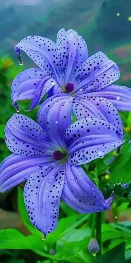 a purple flower with drops of water on it