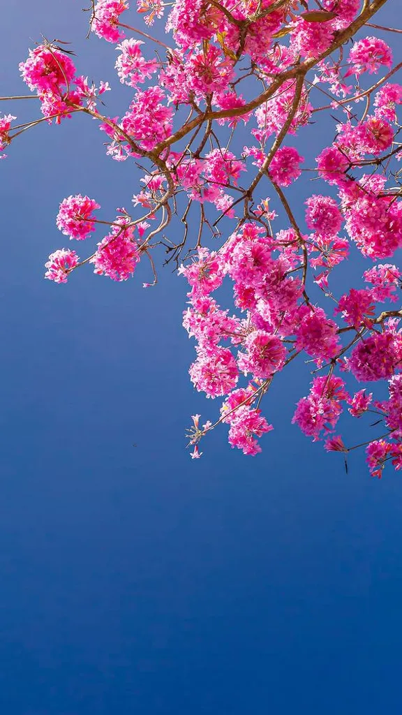 a bunch of pink flowers that are on a tree