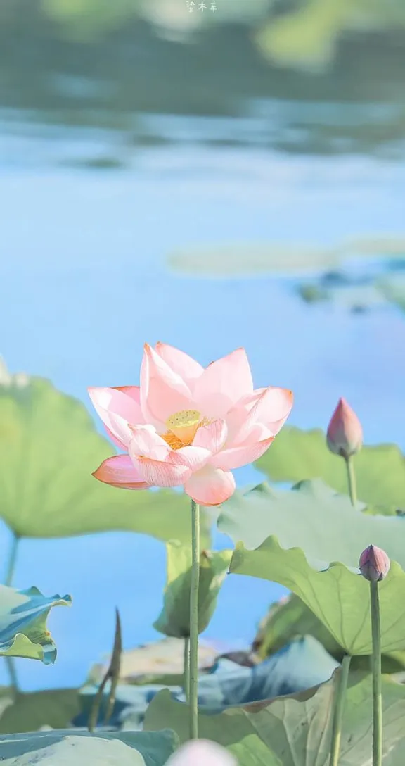 a pink lotus flower sitting on top of a lush green field