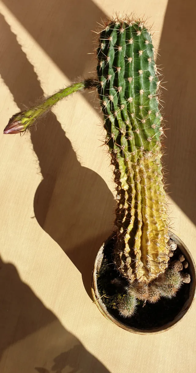 a cactus in a pot on a table