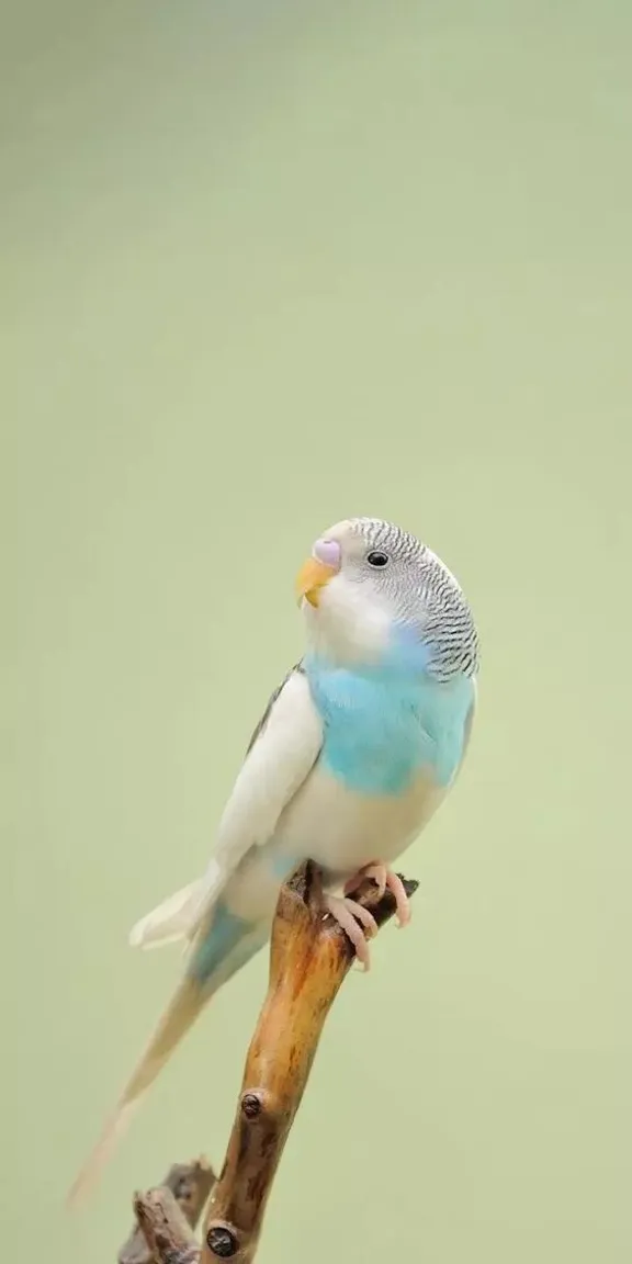 a blue and white bird sitting on a branch