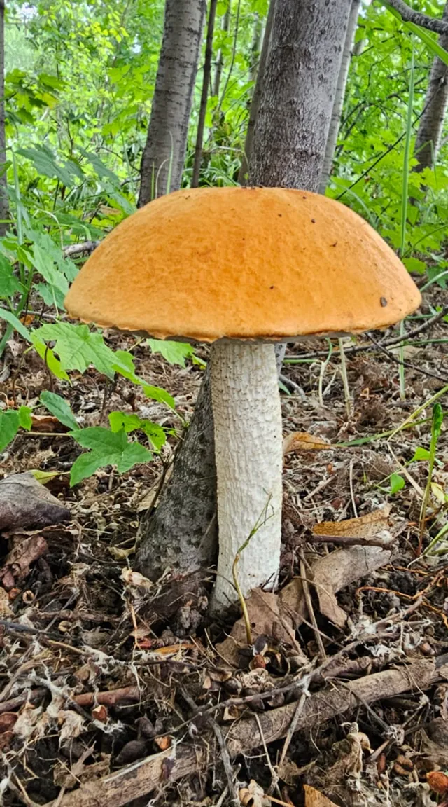 a mushroom is growing on the ground in the woods