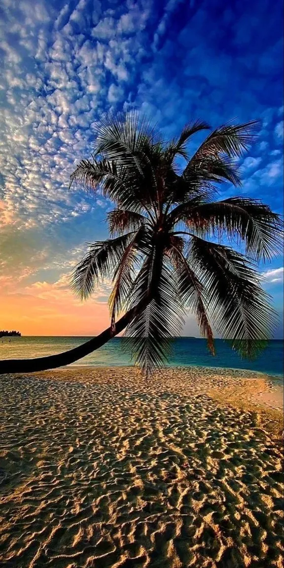 a palm tree sitting on top of a sandy beach