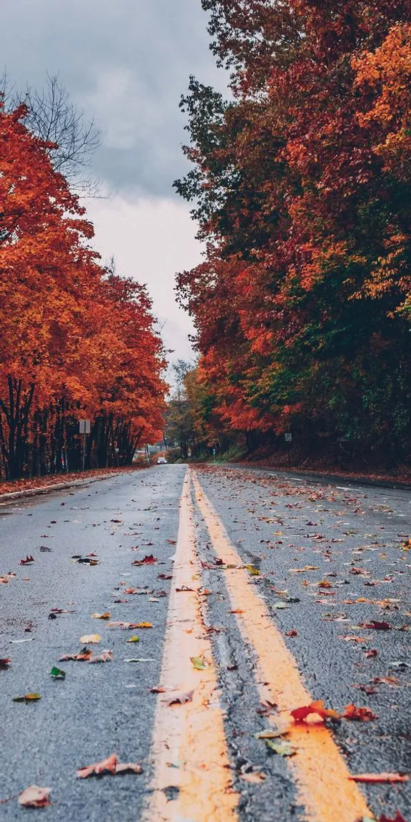 an empty road with leaves on the ground