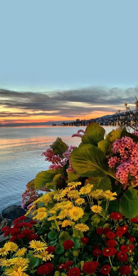 a bunch of flowers that are by the water