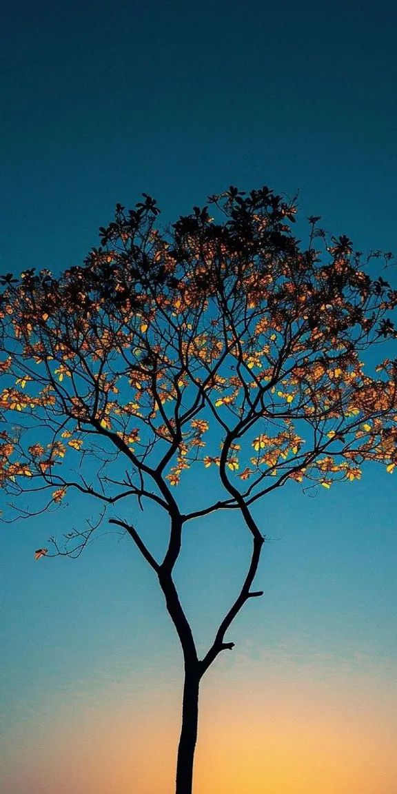 a lone tree in the middle of a field