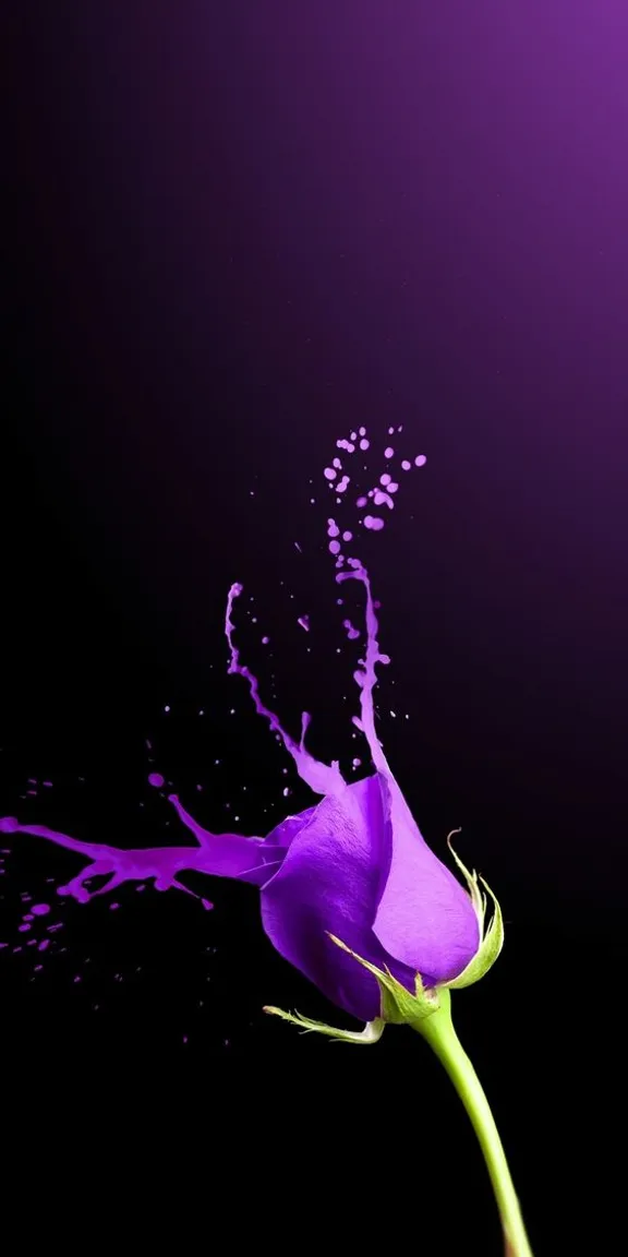 a purple flower with water splashing on it