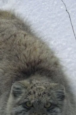 a gray cat with yellow eyes sitting in the snow