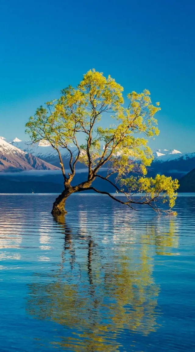 a lone tree in the middle of a lake