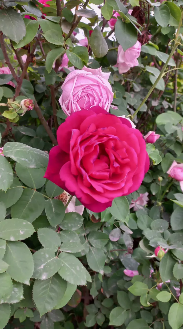 a pink rose is blooming in a garden