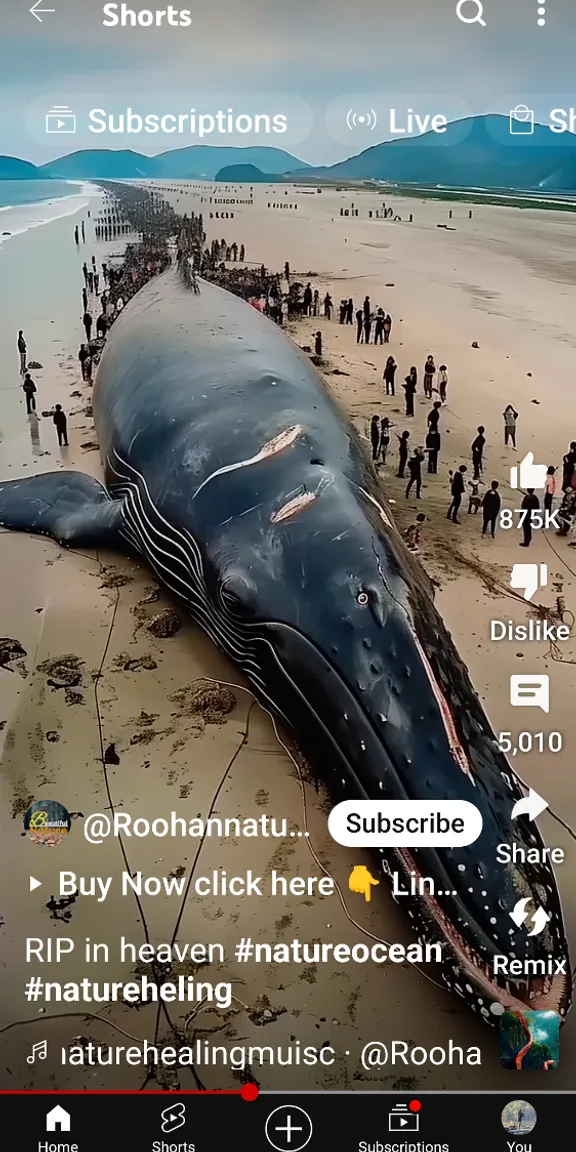 A large whale laying on a sandy beach with the sun setting in the background